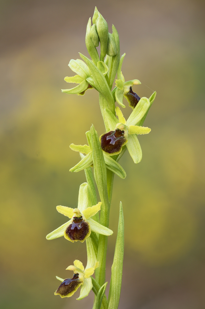 Sie ist die erste unter den heimischen Orchideen: die Kleine Spinnen-Ragwurz (Ophrys araneola)
