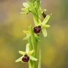 Sie ist die erste unter den heimischen Orchideen: die Kleine Spinnen-Ragwurz (Ophrys araneola)