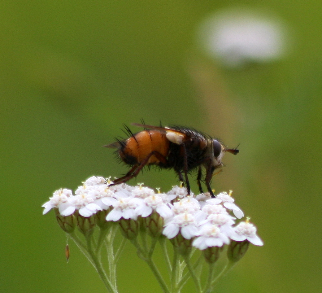 Sie ist doch echt fotogen, diese Fliege