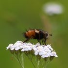 Sie ist doch echt fotogen, diese Fliege