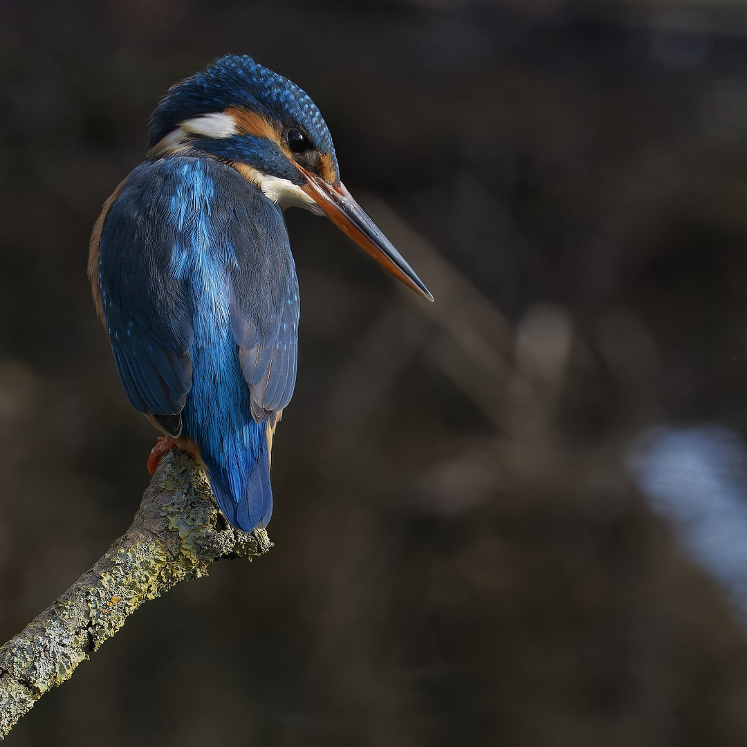 Sie ist einfach ein wunderschöner Vogel