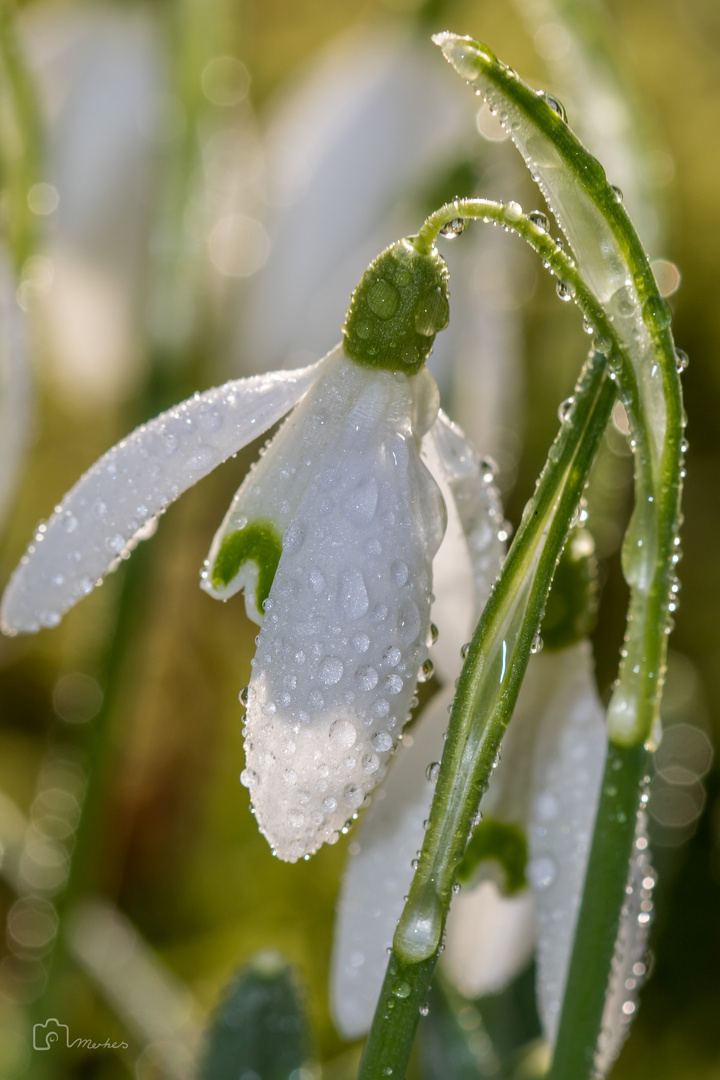 Sie ist erwacht,  des Winters einzige Blume...