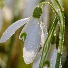 Sie ist erwacht,  des Winters einzige Blume...