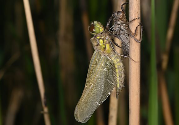 SIE IST GESCHLÜPFT!