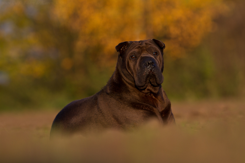 sie ist mein Hund