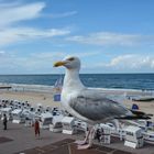 "sie ist nicht ausgestopft" freche Möwe am Strand von Westerland Sylt 2014