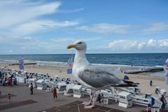 "sie ist nicht ausgestopft" freche Möwe am Strand von Westerland Sylt 2014