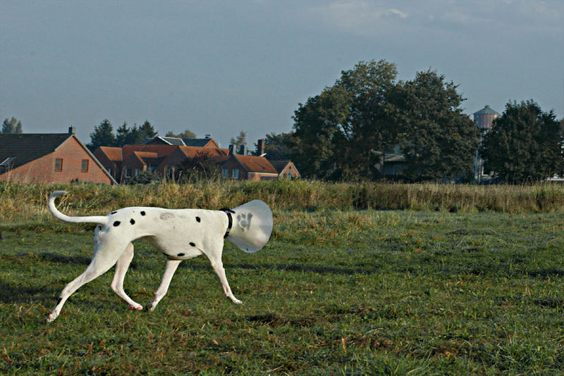 Sie ist nun mal ein Katastrophenhund *g* ...