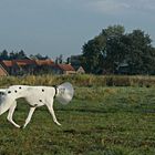 Sie ist nun mal ein Katastrophenhund *g* ...