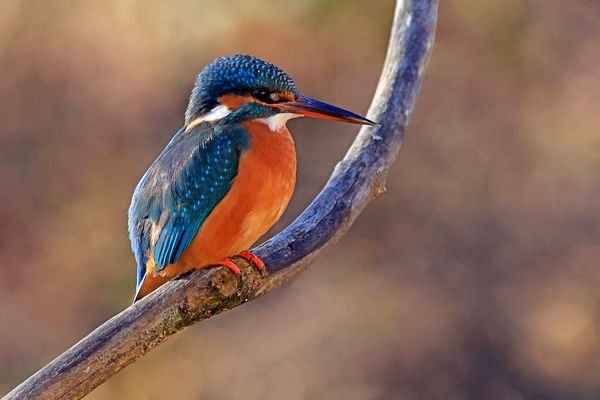 Sie ist wieder da :)