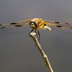 Sie ist wunderschön, die Vierflecklibelle