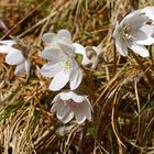 sie kämpfen sich durch das alte Gras