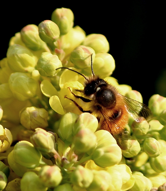 sie kämpfte sich tapfer von Blüte zu Blüte