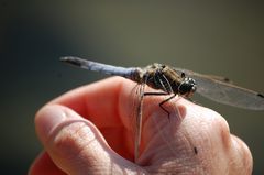 Sie kam immer wieder zum Ausruhen auf meine Hand.