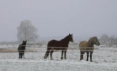 Sie kamen aus dem Nebel ...................... und wirken wie gemalt.