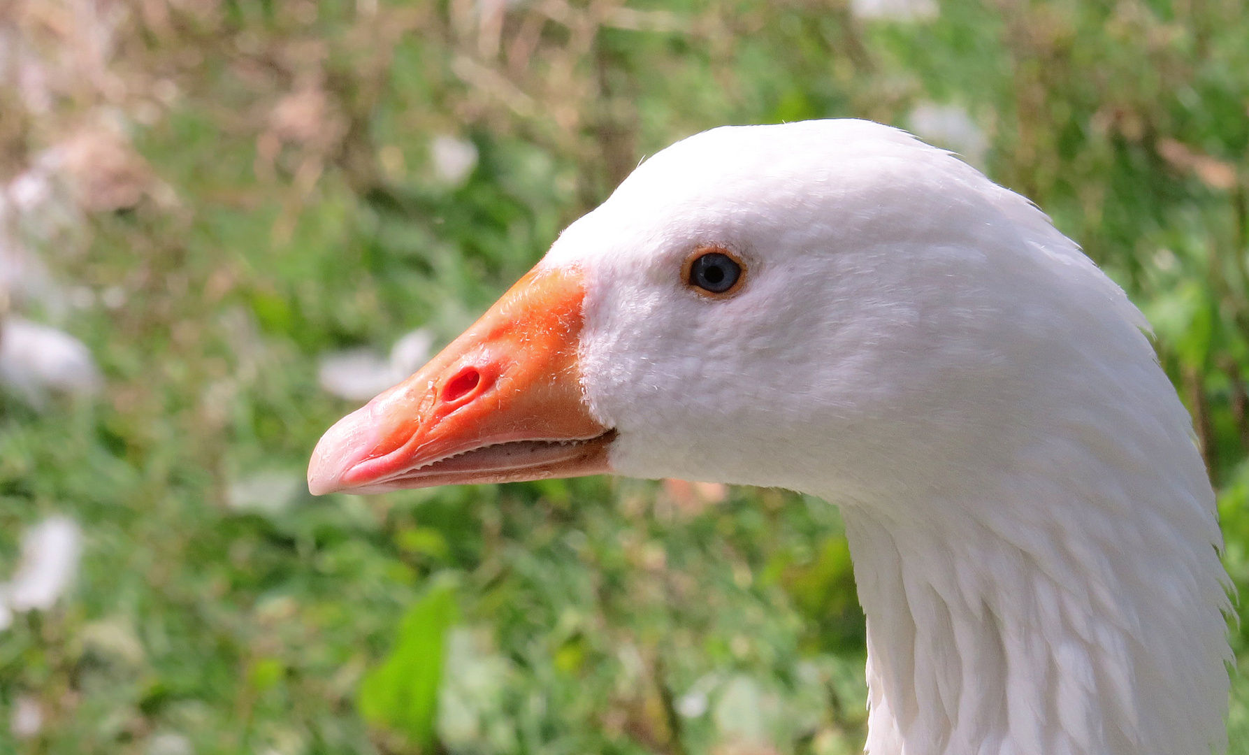 Sie kannte schon alle Gans Witze