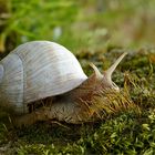 Sie kennt keine Hürden.....die Weinbergschnecke.