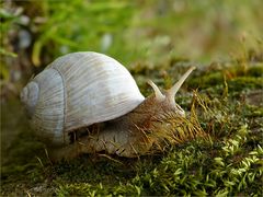 Sie kennt keine Hürden.....die Weinbergschnecke.