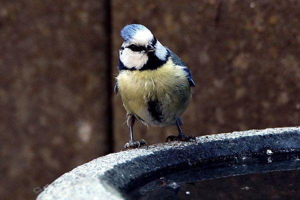 sie kennt sich an der Tränke aus