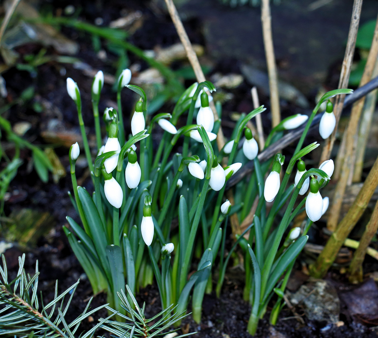 Sie können den Frühling...