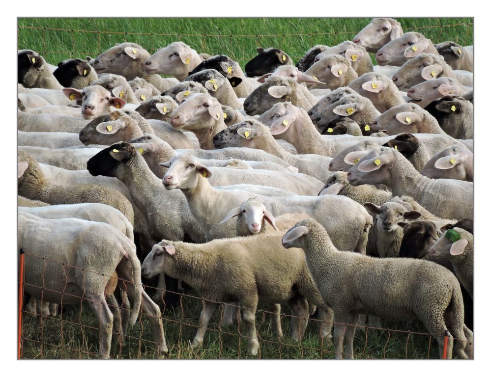 Sie können es kaum erwarten auf frisches Gras zu kommen !