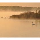 sie kommen aus dem  MORGEN-NEBEL