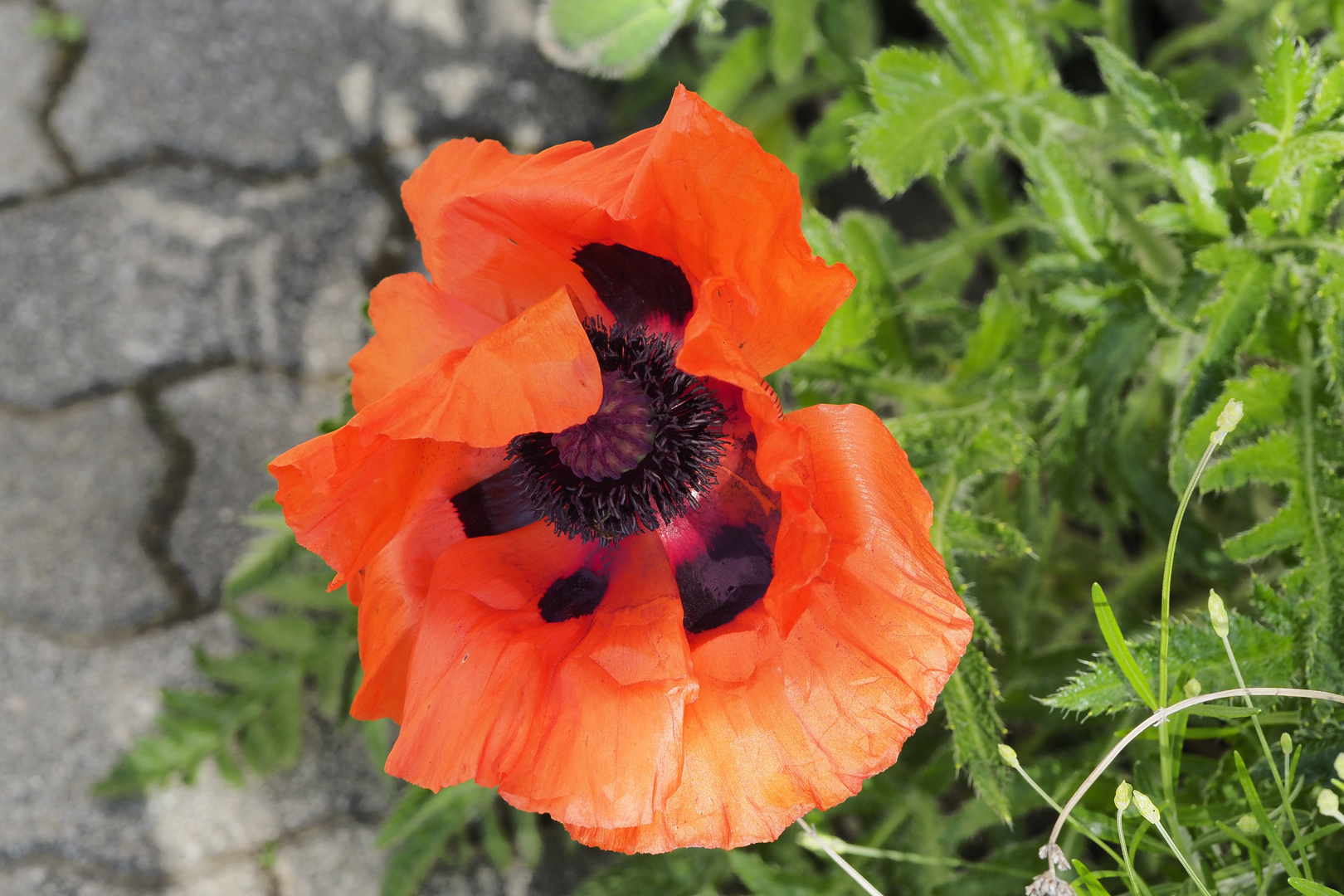 Sie kommen schon jetztwie man sieht die Mohnblumen.