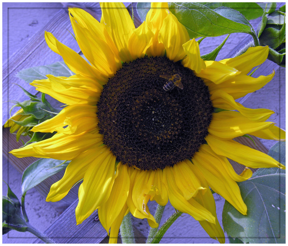 sie kommen wieder die Sonnenblumen