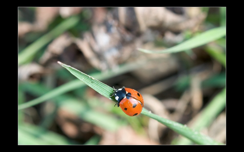 Sie kommen@60mm