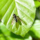 ...sie kommt jetzt in großer Zahl im Garten vor.....