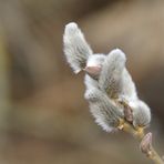 ...sie künden den frühling an