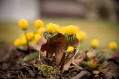 Sie künden vom Frühling