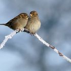 Sie kuschelten sich aneinander