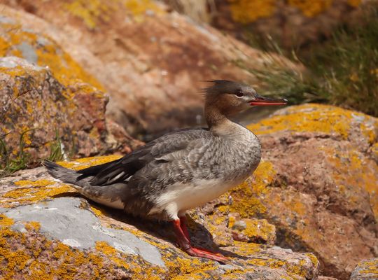 .*.*.*.*   sie lächelt .*.*.*.*