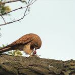 sie lässt sich die maus schmecken