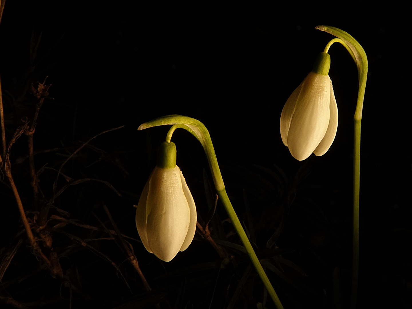 sie läuten auch in der Nacht