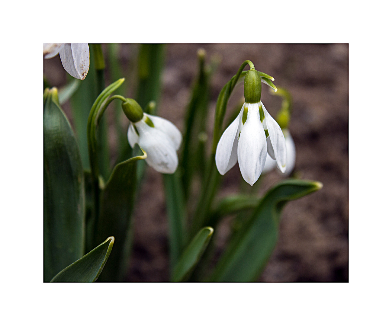 sie läuten den Frühling ein ;-)