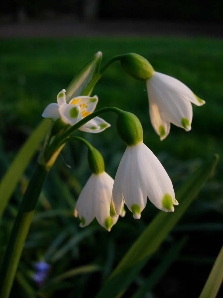 Sie läuten den Frühling ein . . .