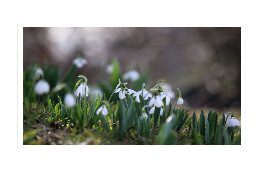 Sie läuten den Frühling ein