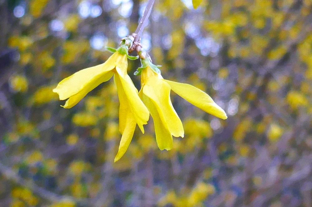 Sie läuten den Frühling ein