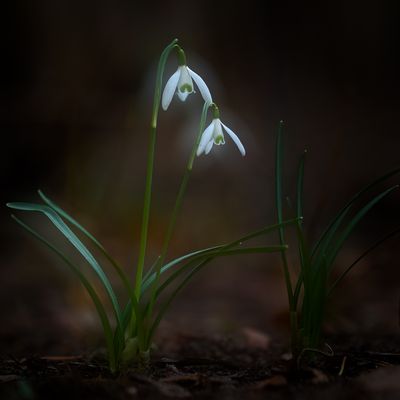 sie läuten den Frühling ein ...