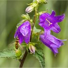 Sie läuten den Sommer ein