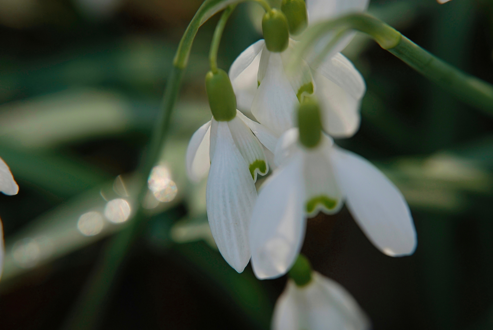 Sie läuten im Garten