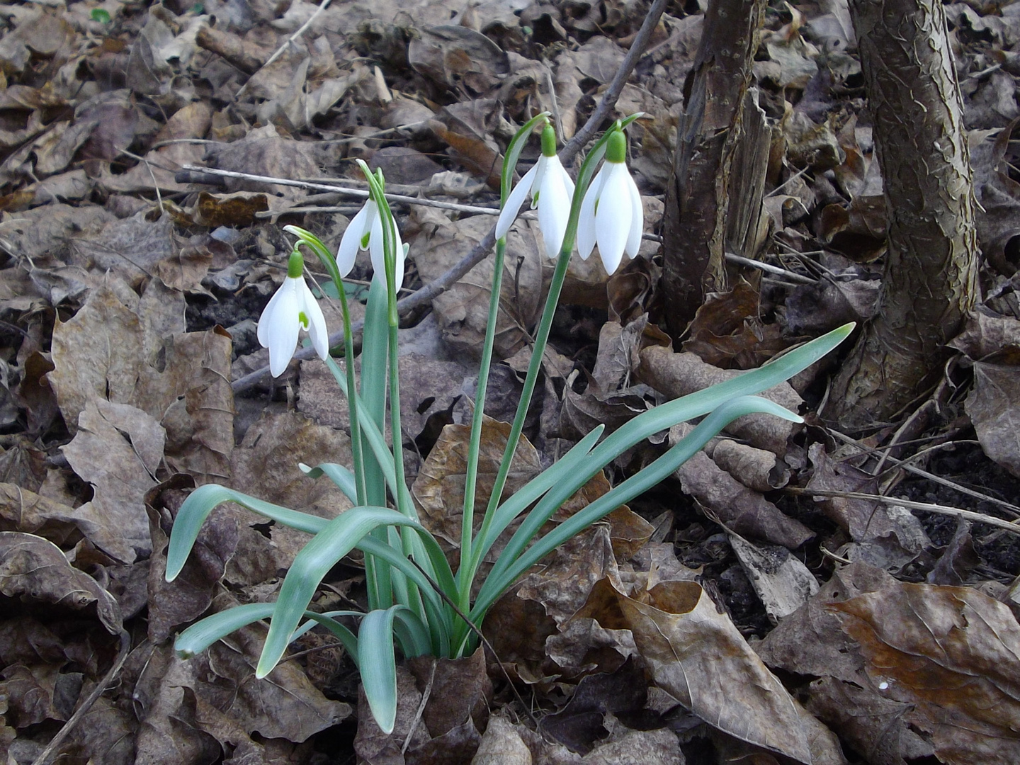 sie läuten leise den Frühling ein... :-)