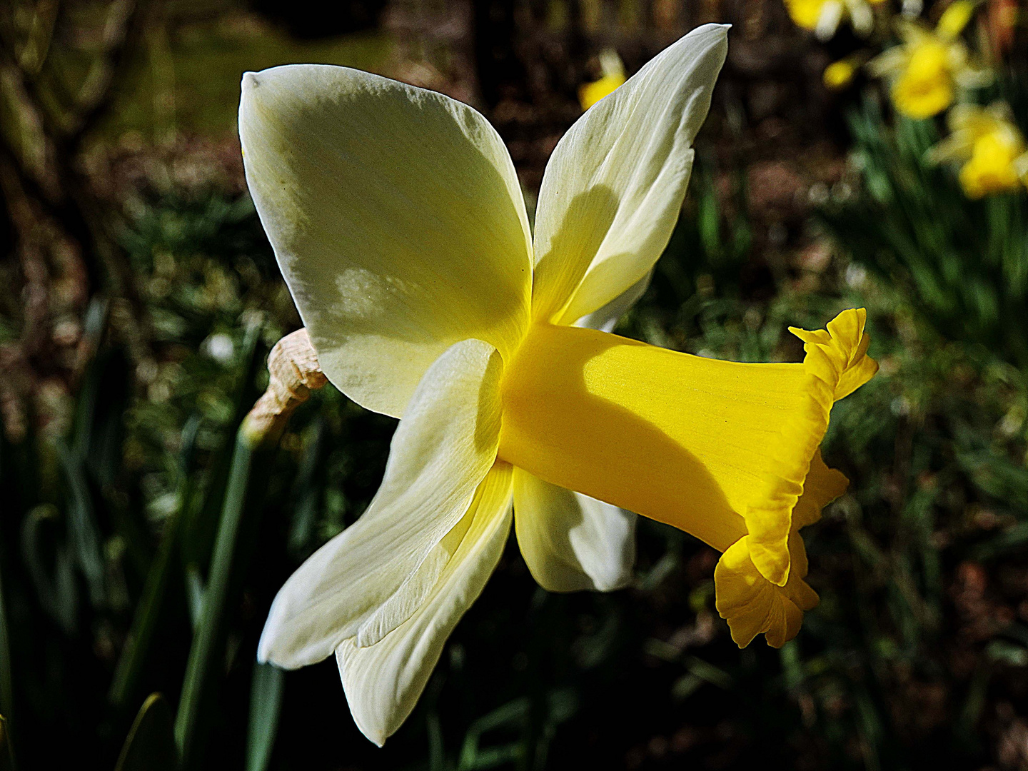 sie läutet Ostern ein