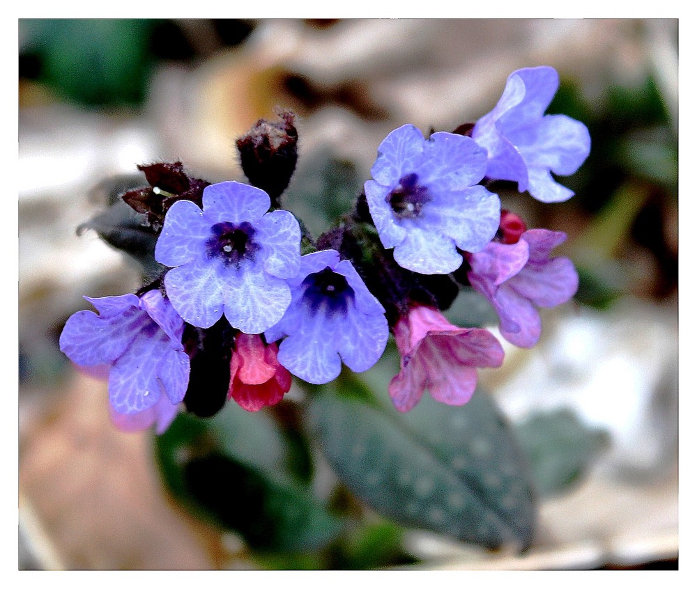 Sie läutet zweifarbig den Frühling ein!