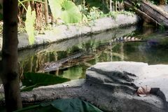 sie lauert im Gondwanaland Leipzig