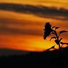 sie lauscht in die kommende Nacht