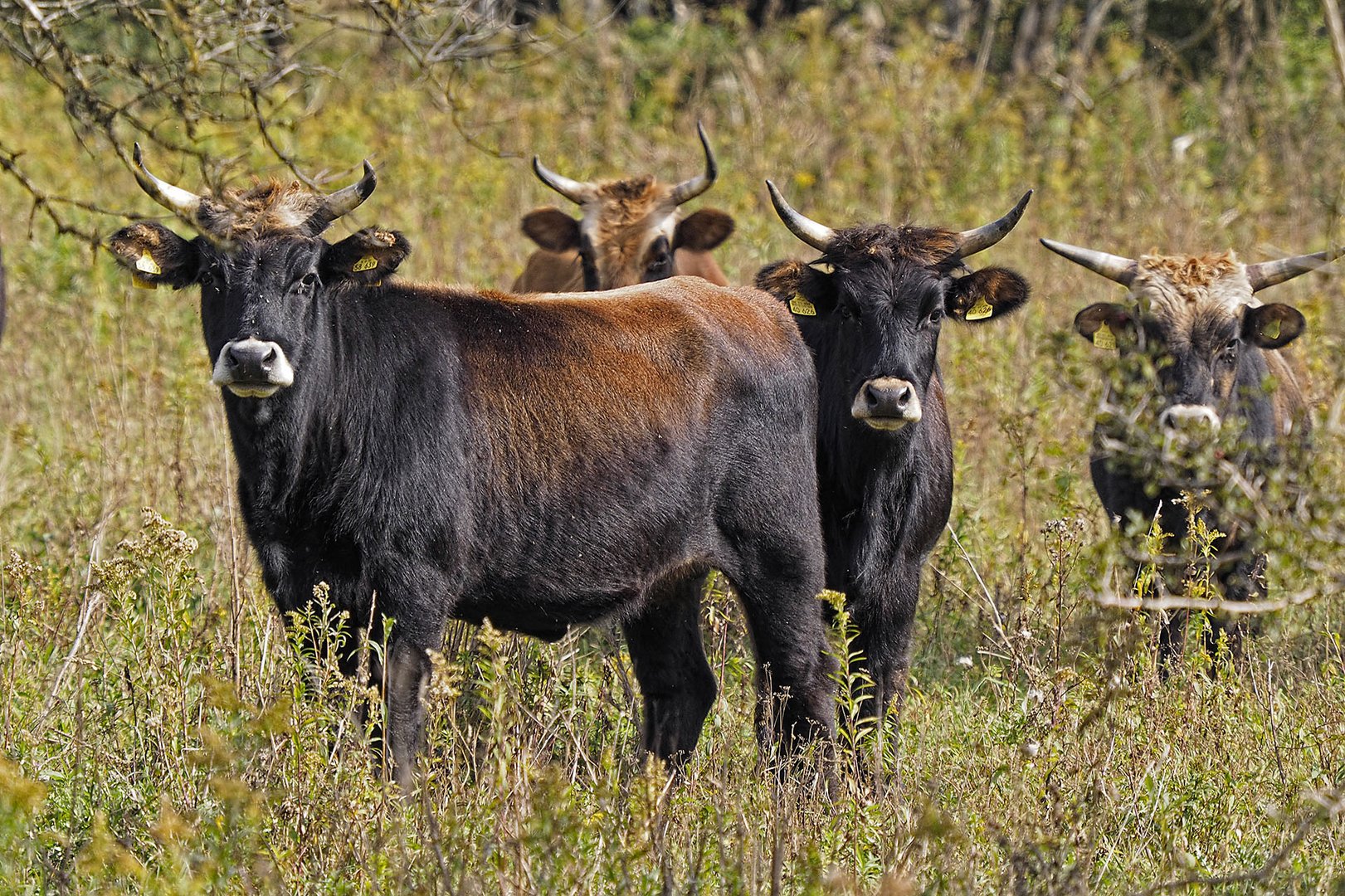 Sie leben völlig wild, aber mit großräumiger Umzäunung: Heckrinder.