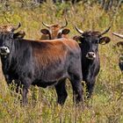 Sie leben völlig wild, aber mit großräumiger Umzäunung: Heckrinder.